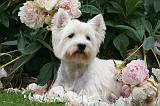 WESTIE 473
